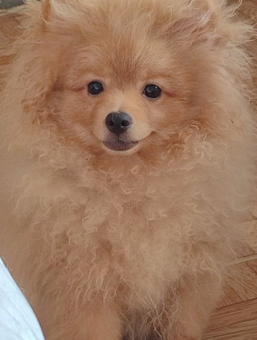 Гарний шпіц померанський