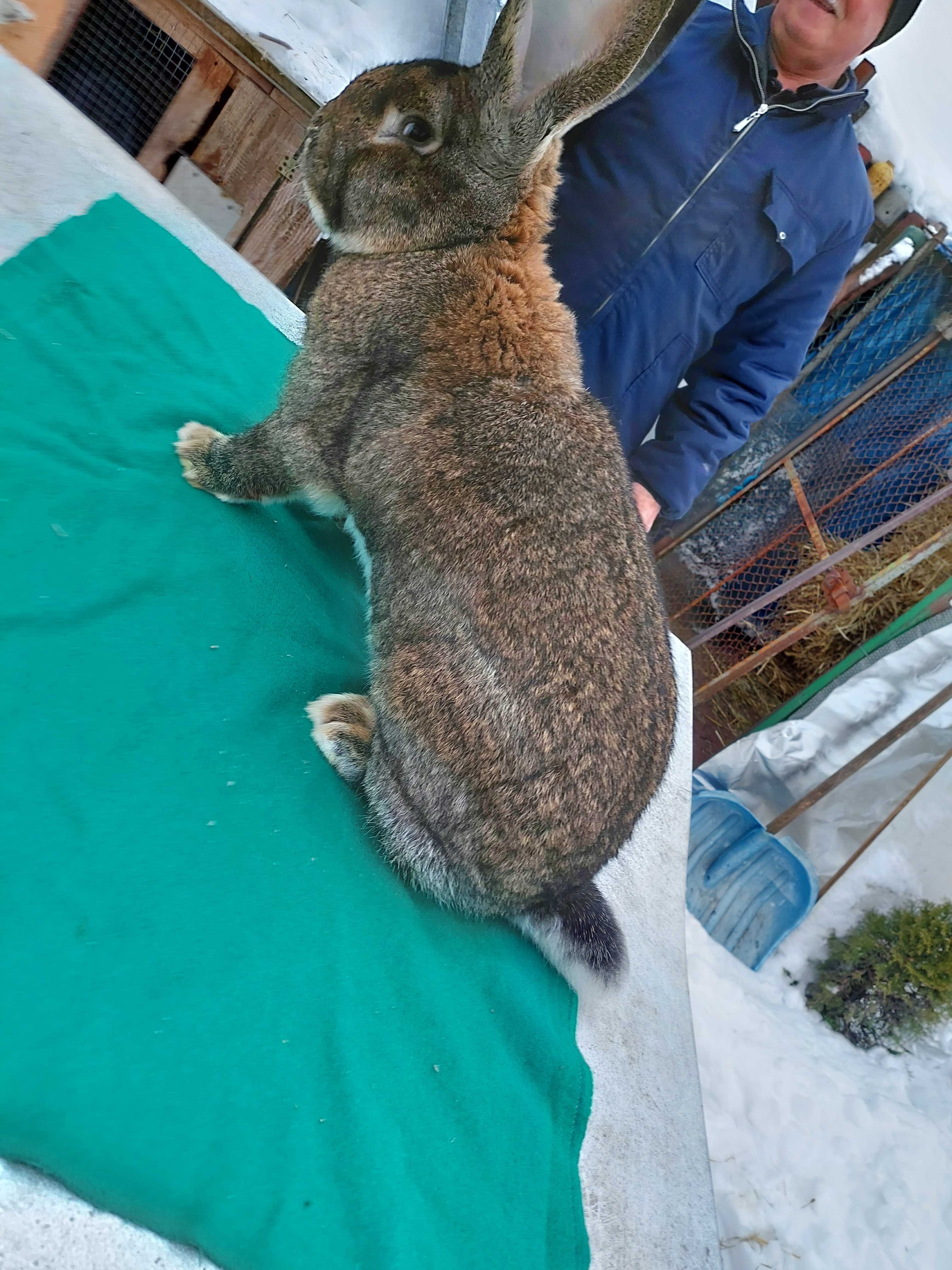 Króliki belgi barany