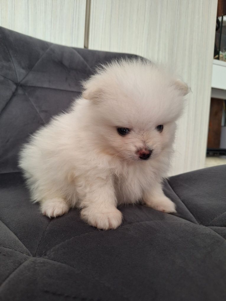 Szpic Miniaturowy Pomeranian piesek