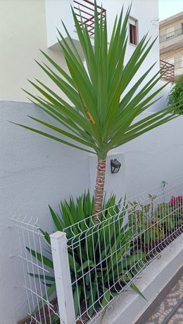 Palmeira yucca 1,50 m