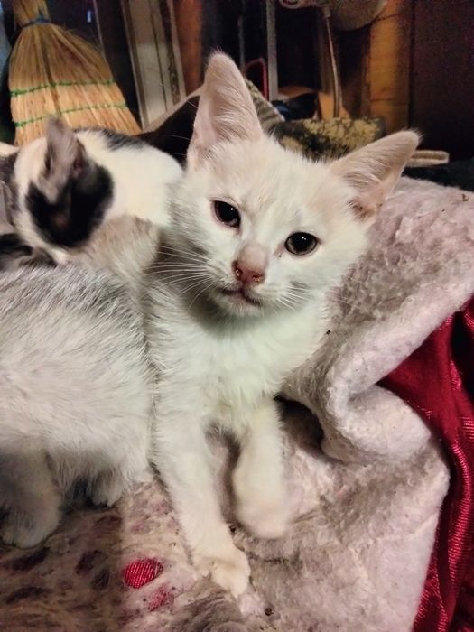 Терміново! Віддам кошенят в добрі руки