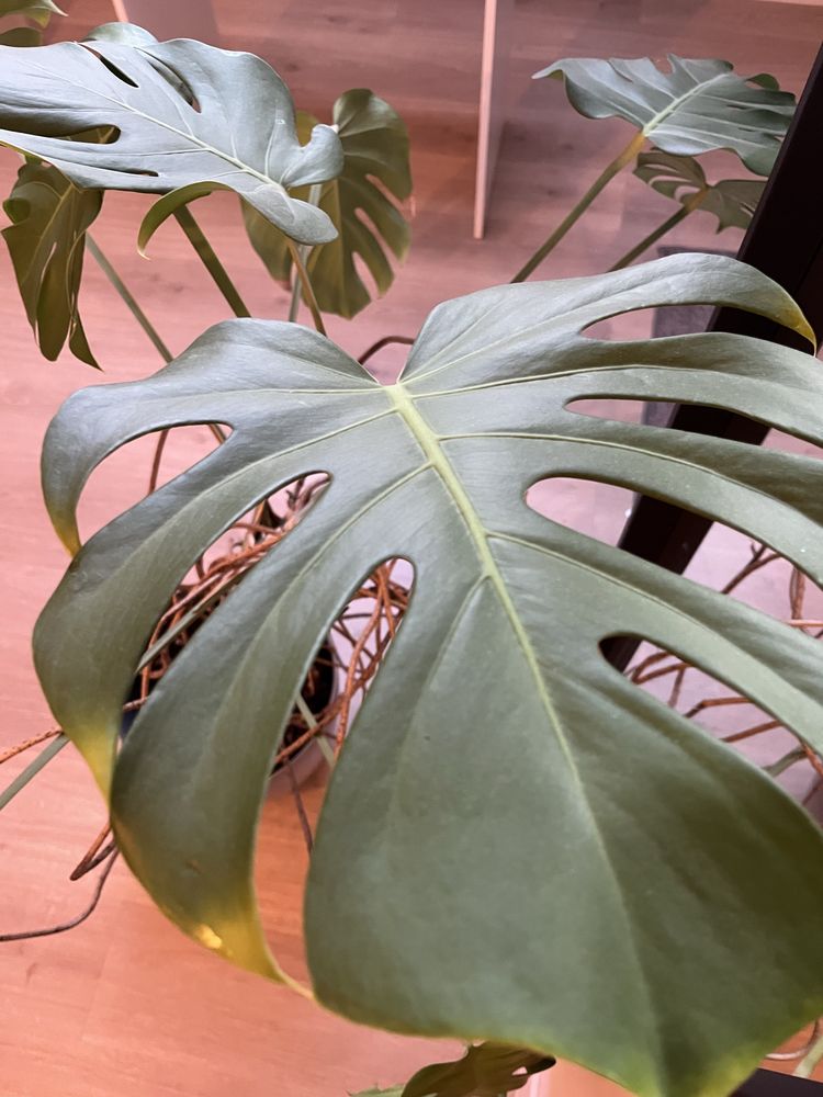Monstera, zadbana, zdrowa