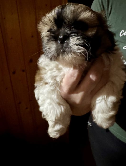 Piesek rasy Shih tzu