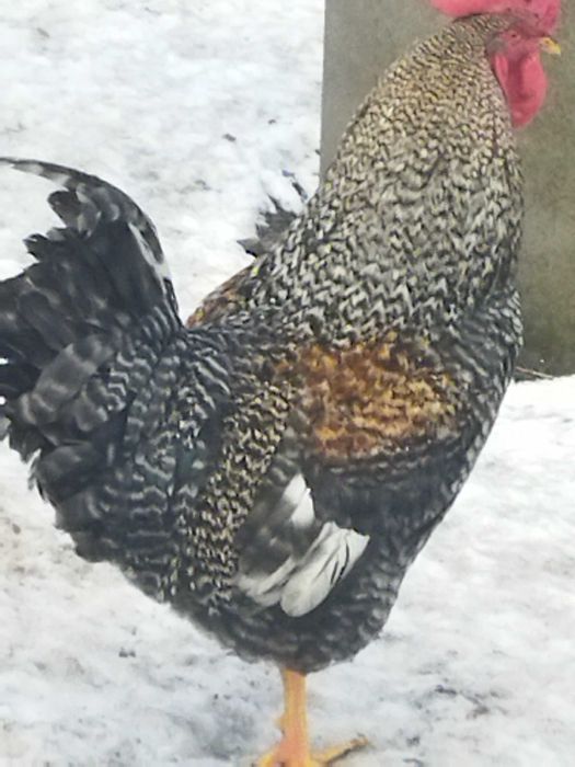 Обмін на бараболю різну моїх півнів, на зерно, крупи, курочок, а тако