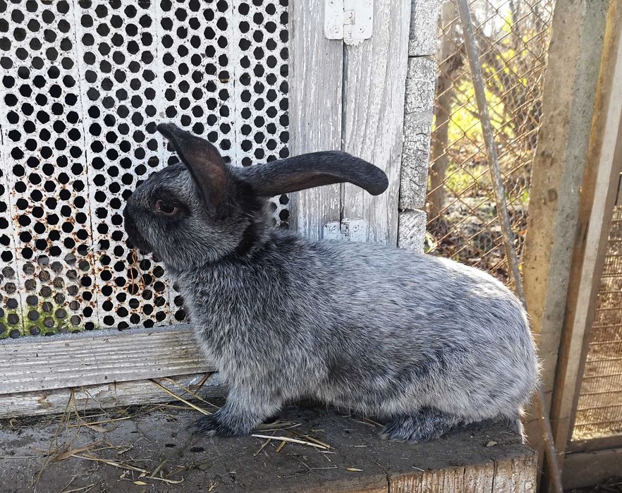 Самці полтавське срібло кролі