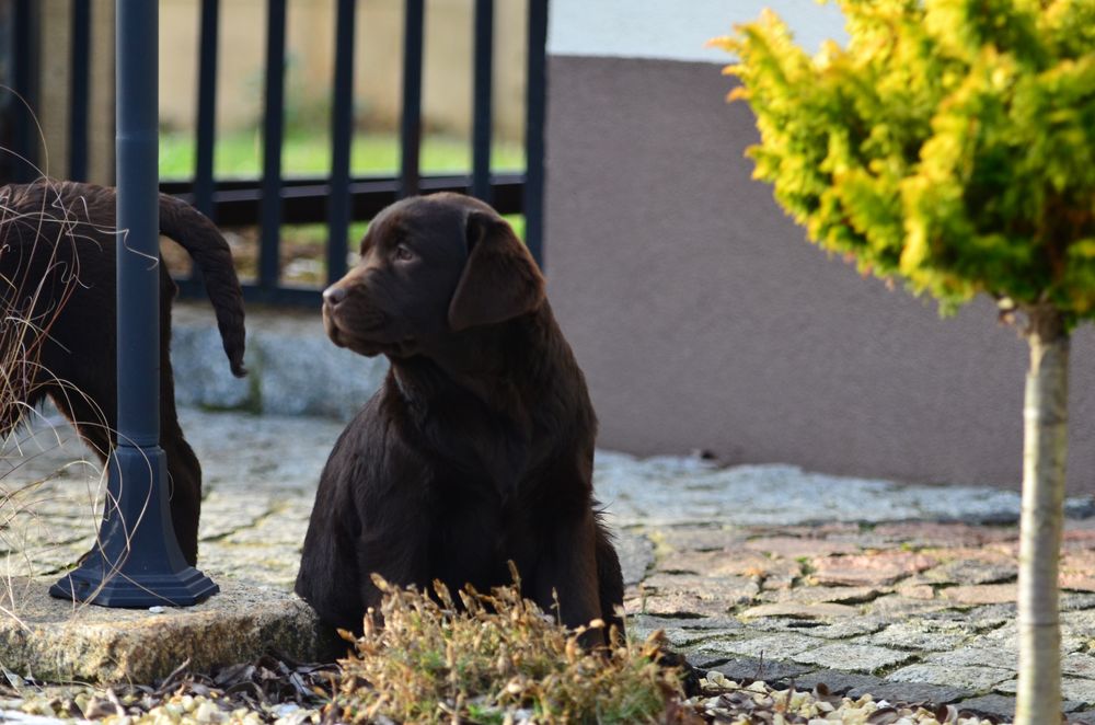 Labrador Retriever FCI