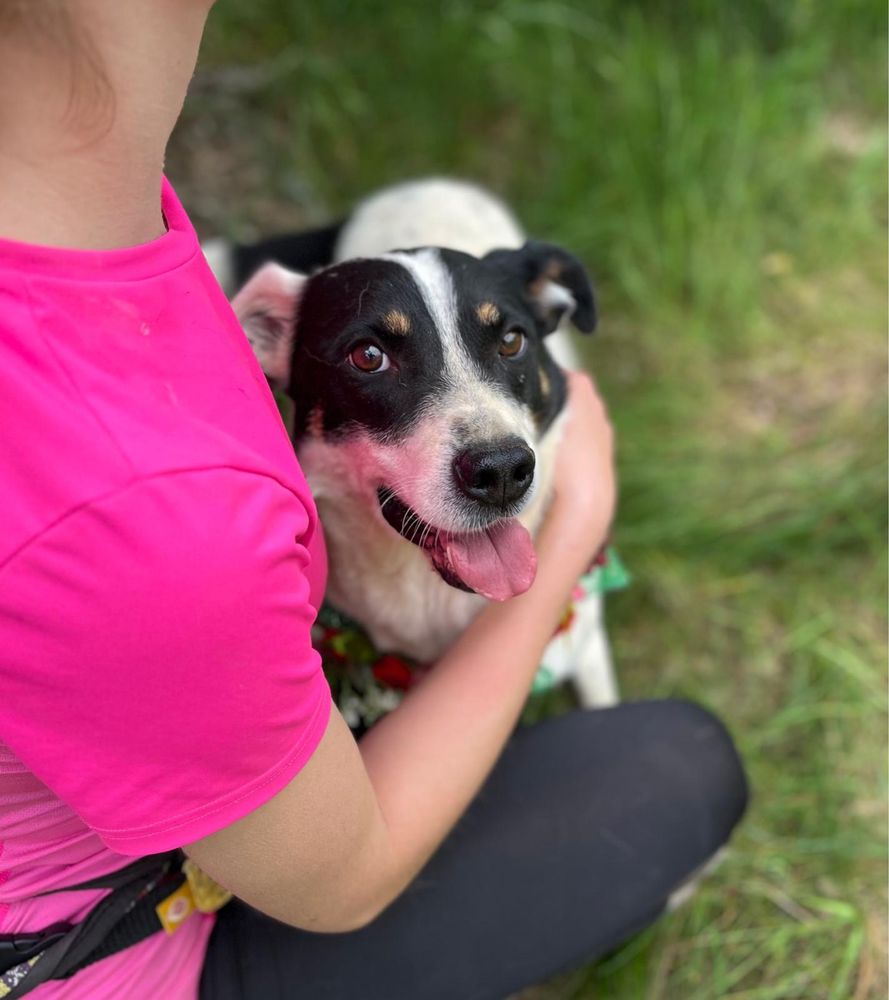 Piesek jak z bajki! Pongo. Adoptuj, daj dom