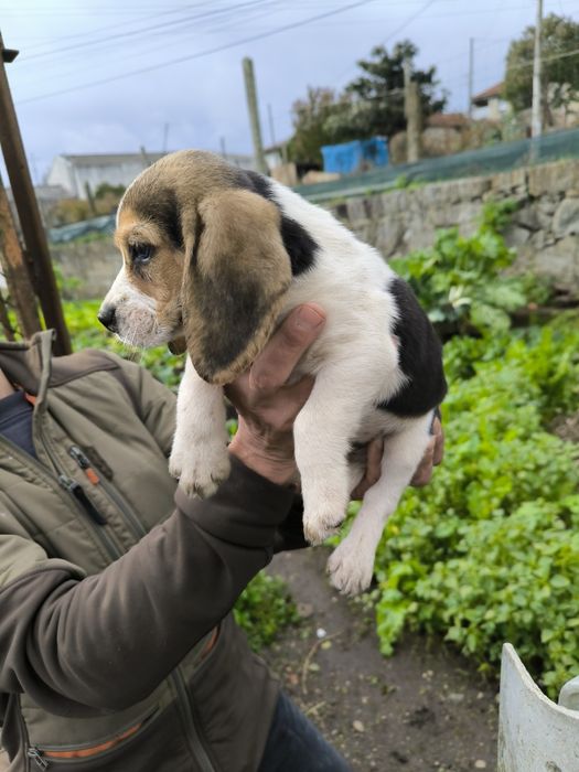 Beagle Tricolor Macho