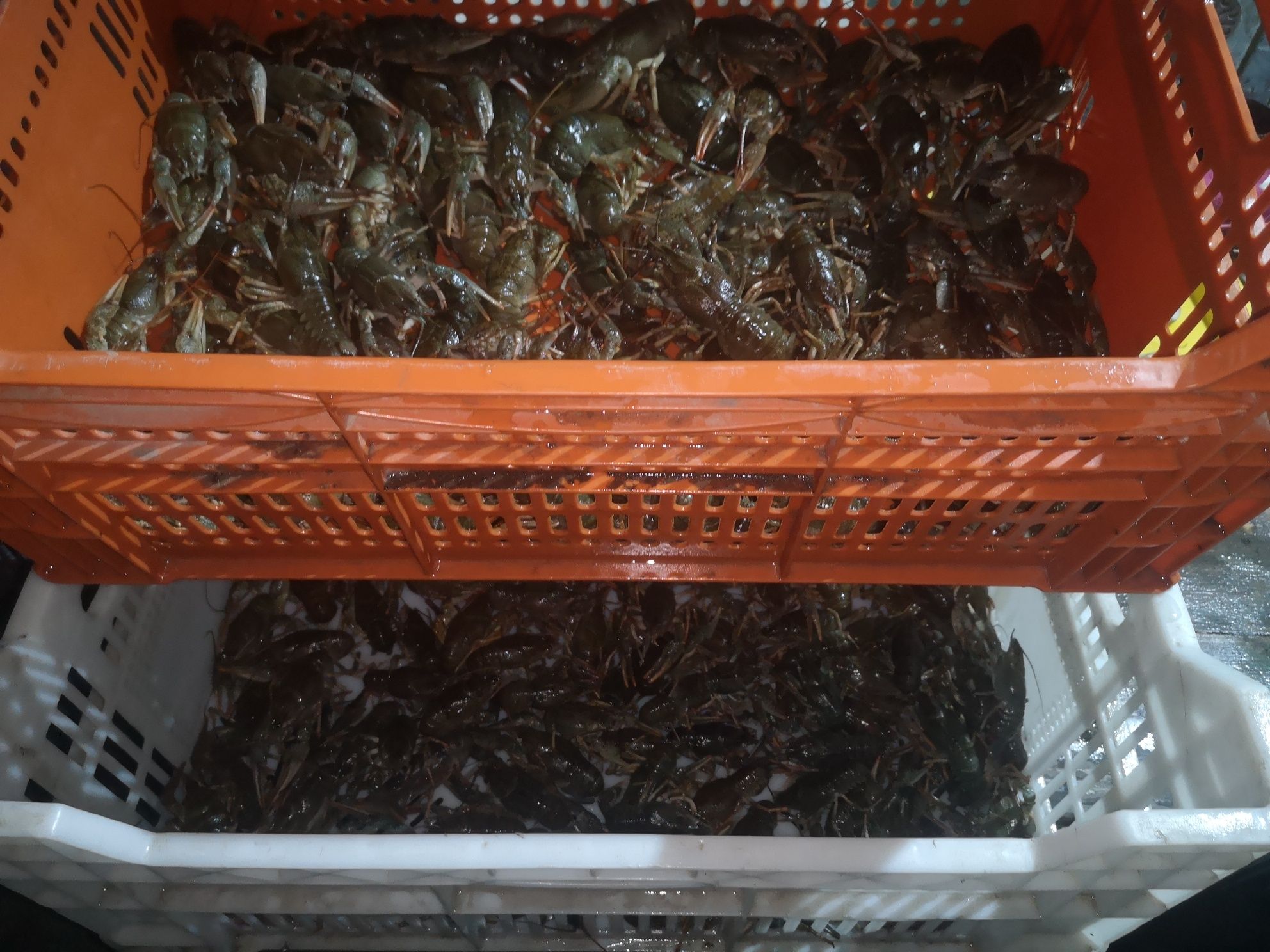 Продам живі та свіженькі раки