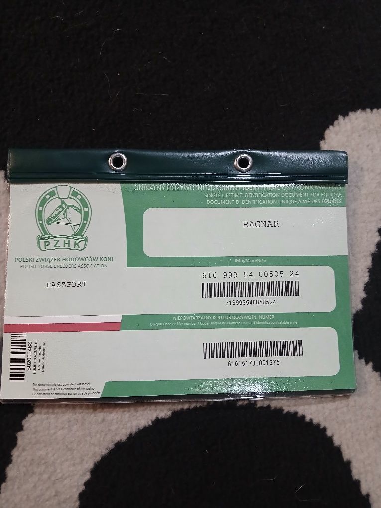 Ogierek z 25.02.2024r