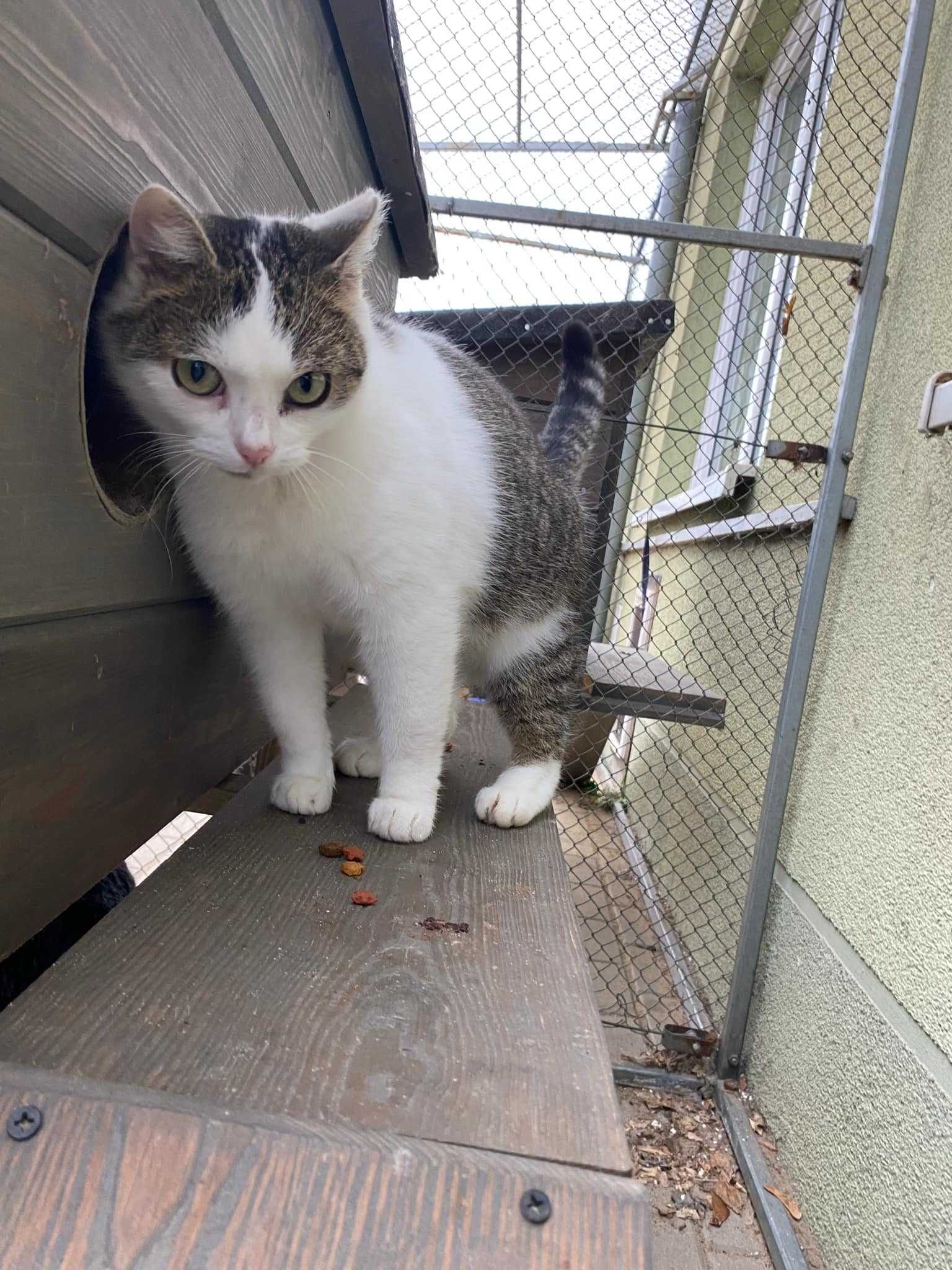 PAULINKA kotka kochana adopcja schronisko