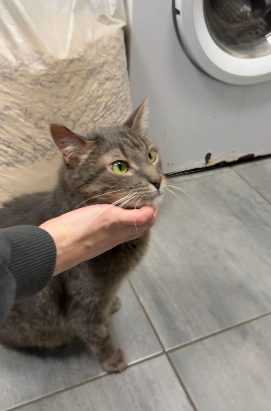 Котик Каспер, дуже милий котик.