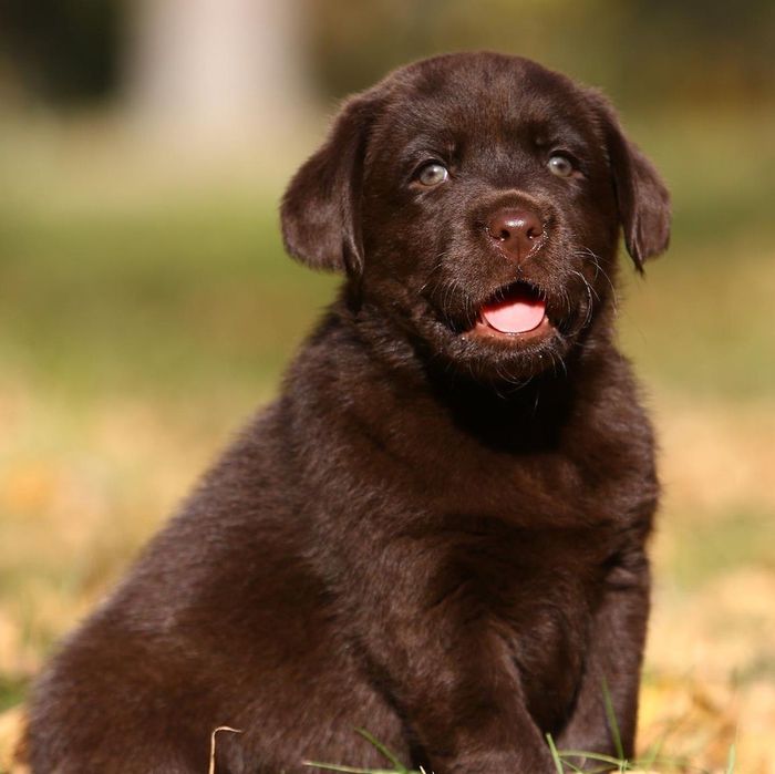 Пронуємо для в'язки ,лабрадор шоколадний