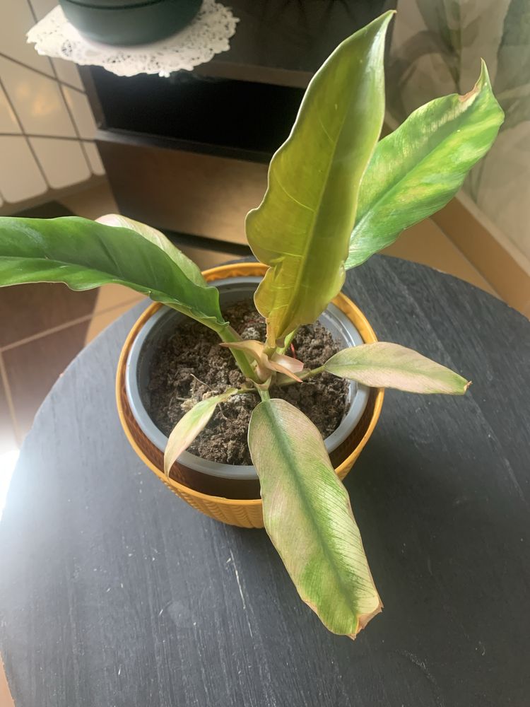 Philodendron - cala roslinka !