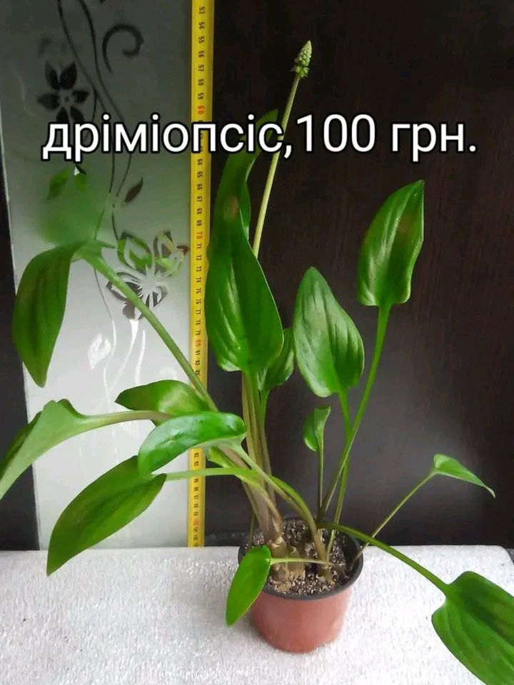Пропоную пальми -діпсіси,хамедореї,катарактарум,молочай,дріміопсіс