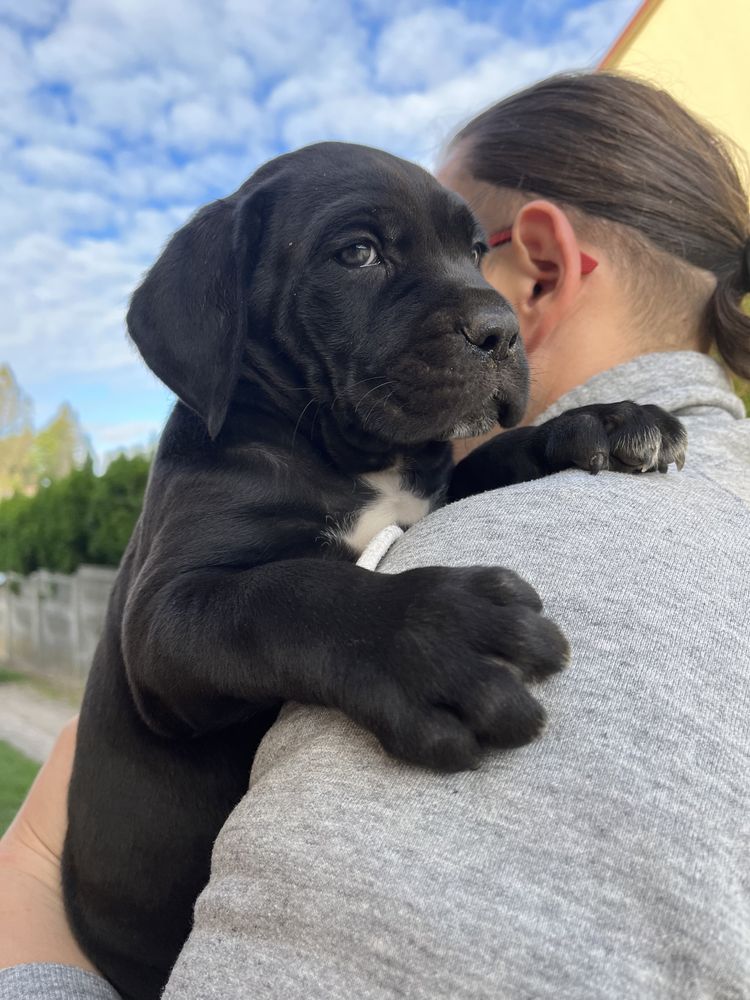 Cane Corso suczka