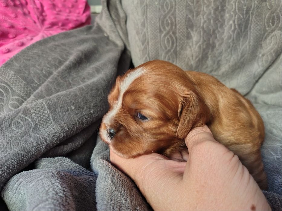 Cavalier king Charles spaniel ruby  * suczka *