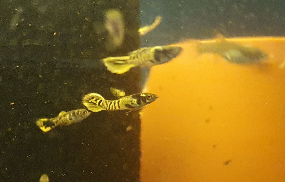 Gupik Endlera Tiger Cobra WYSYŁKA