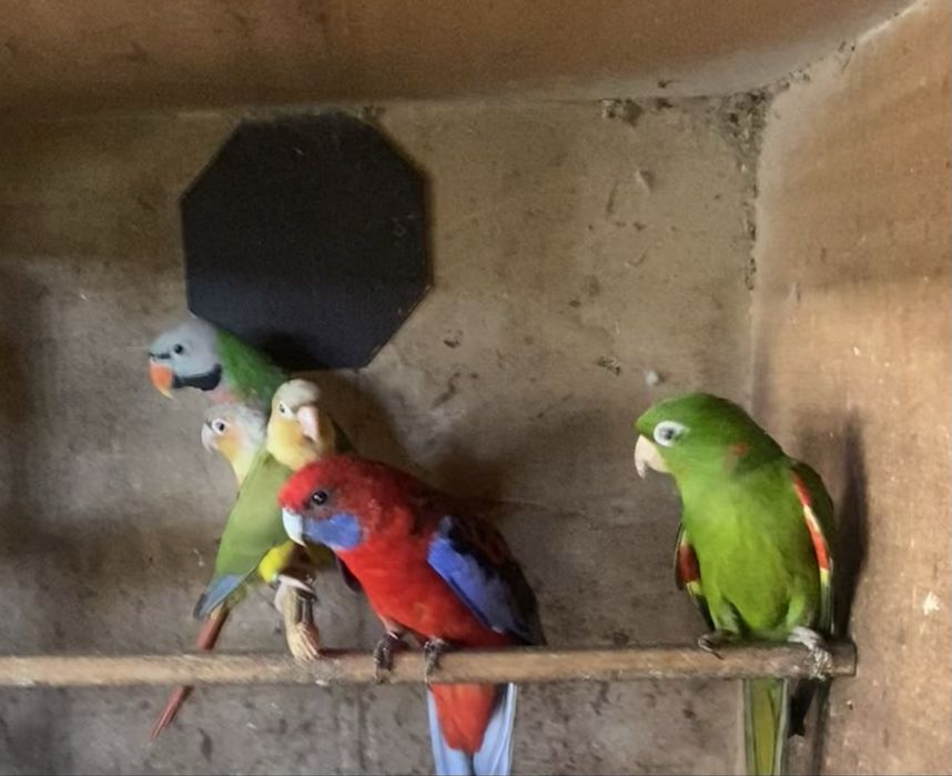Varias aves descasadas. Para venda