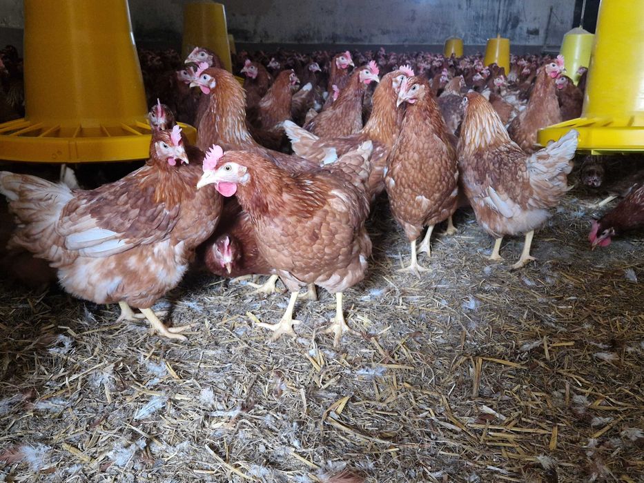 Kurki nioski Tetra brązowa dowóz możliwy