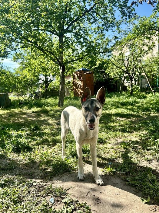 Собакени у добрі руки