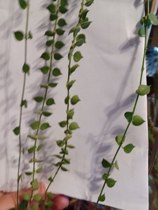 Dischidia ruscifolia cięta