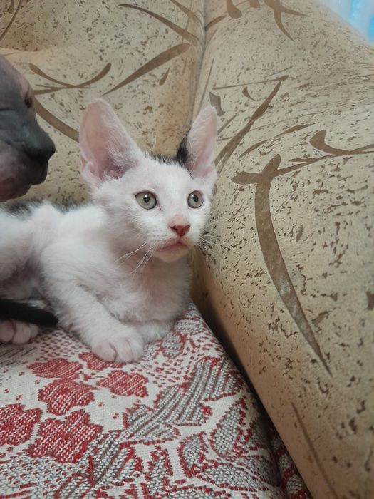 Кошенята від донського сфінкса