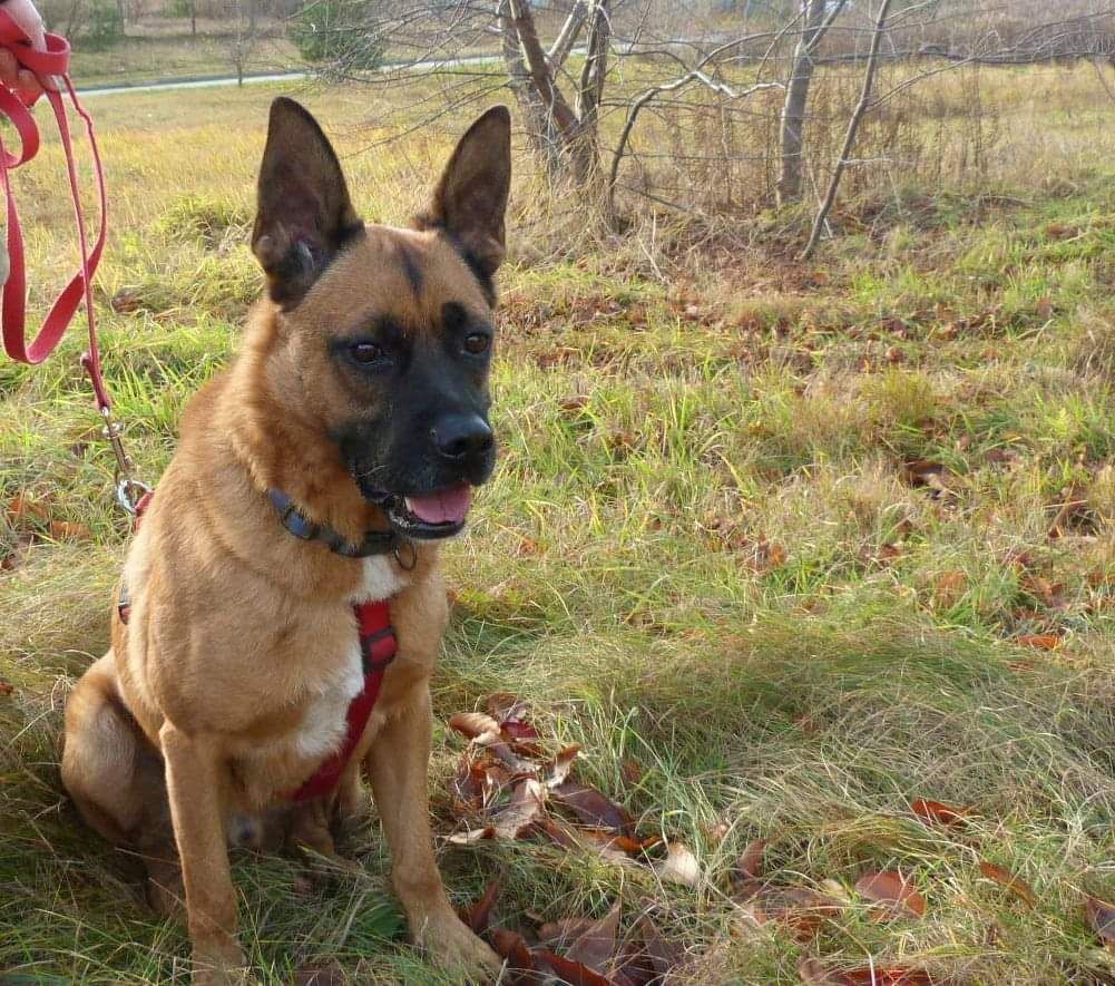 Młody Borys w typie  owczarka belgijskiego do adopcji