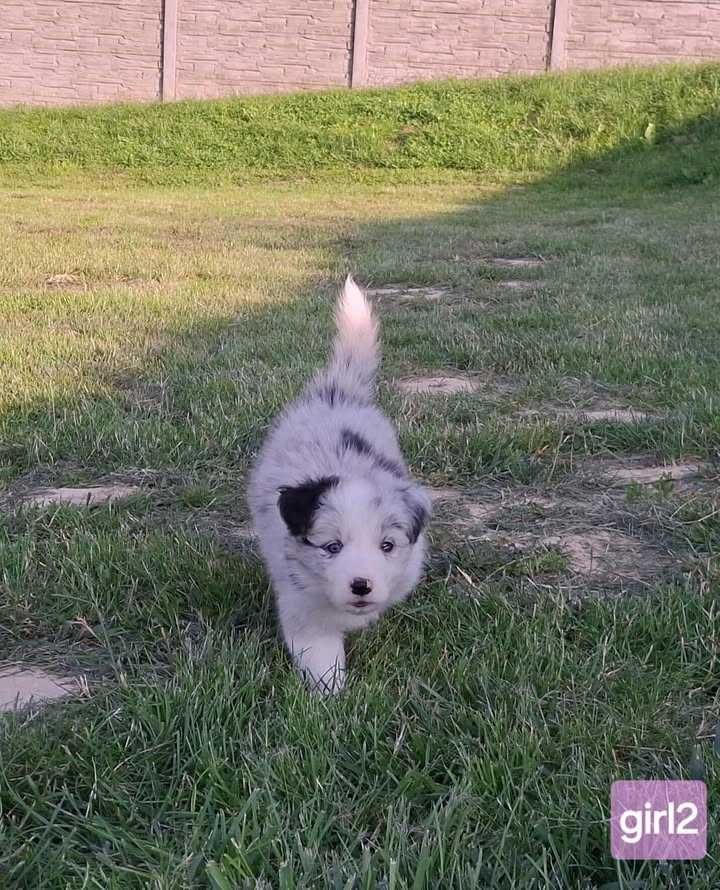 Border collie suczka po Championach ZKwP/FCI