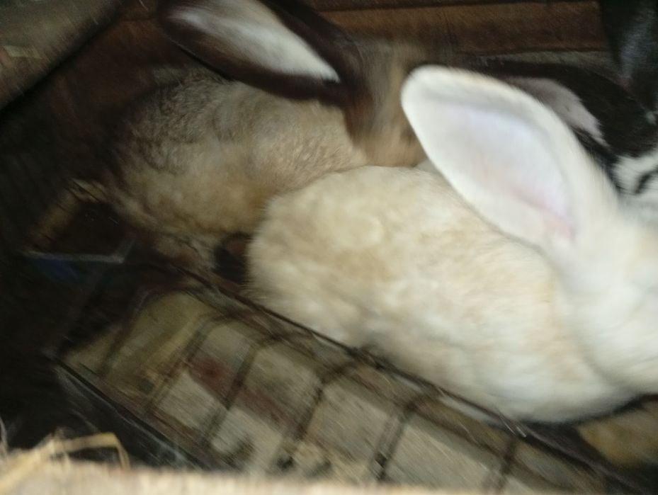 Coelhos raça borboleta