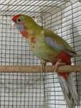 Rosela penante macho  criado a mao