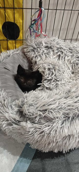 malutka kicia pilnie potrzebuje domku