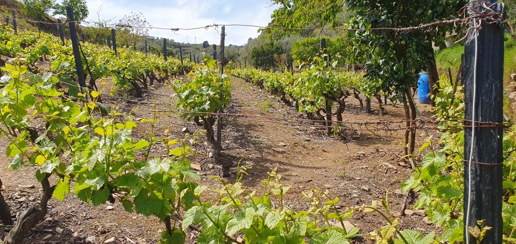 Vinha no Douro para venda