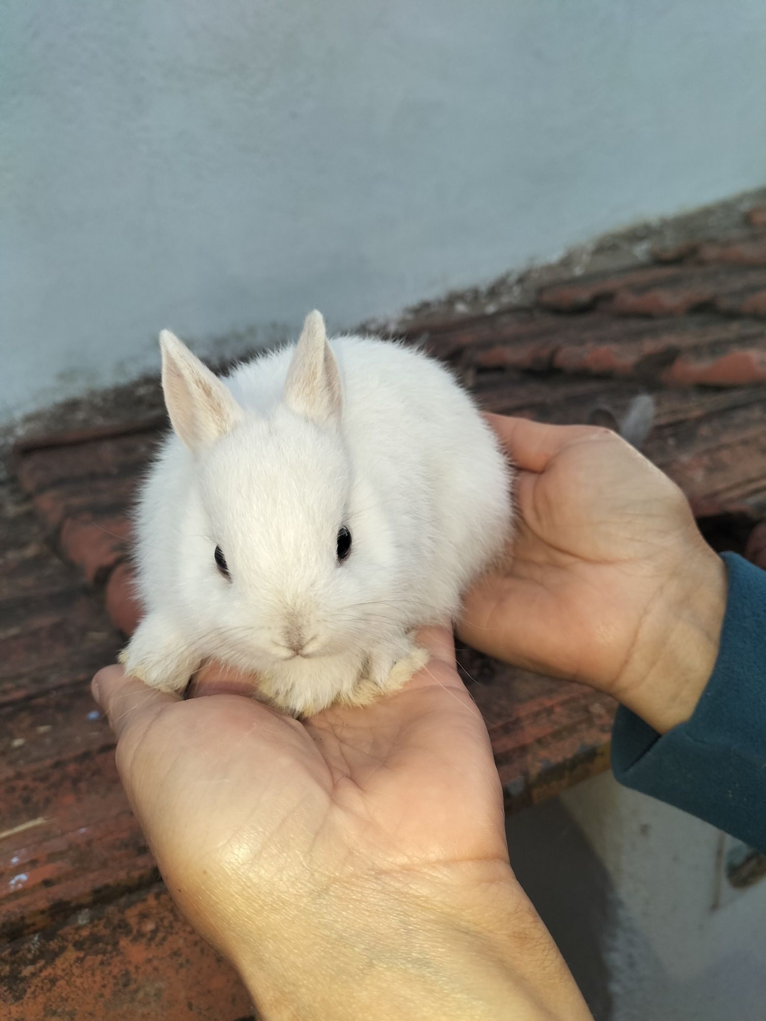 Coelhos nini anões