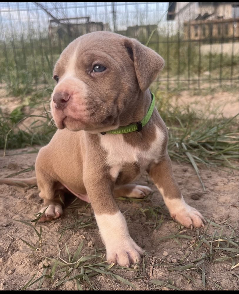 American Pitbull Terier