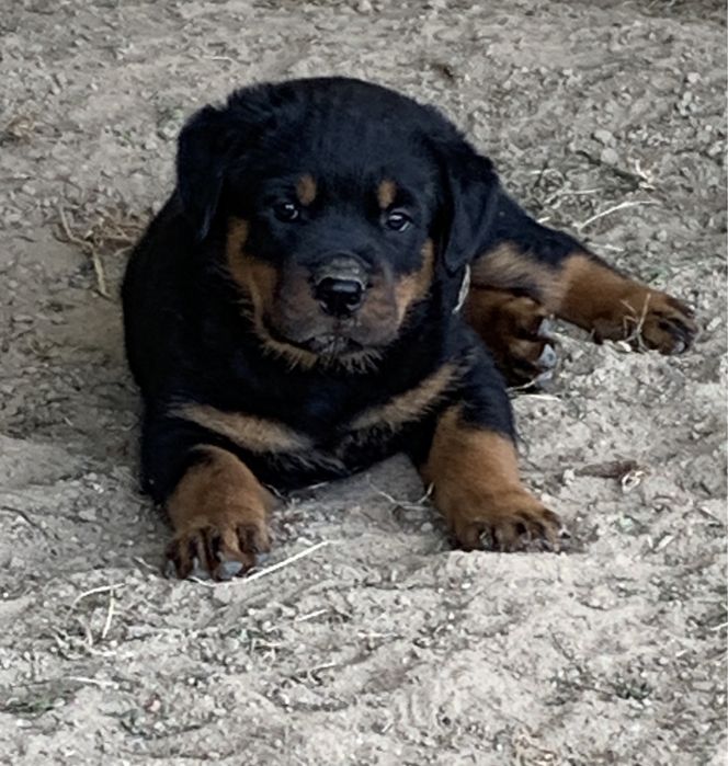 Rottweiler Szczeniaki FCI / ZKwP