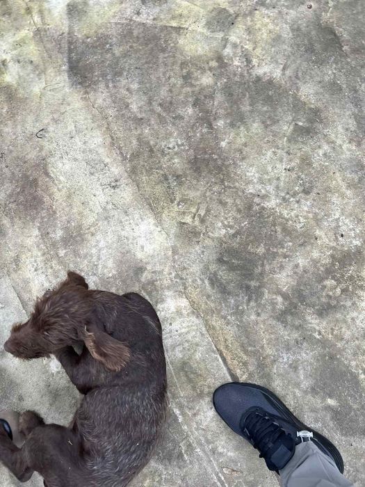 Отдам девочку дратхаара