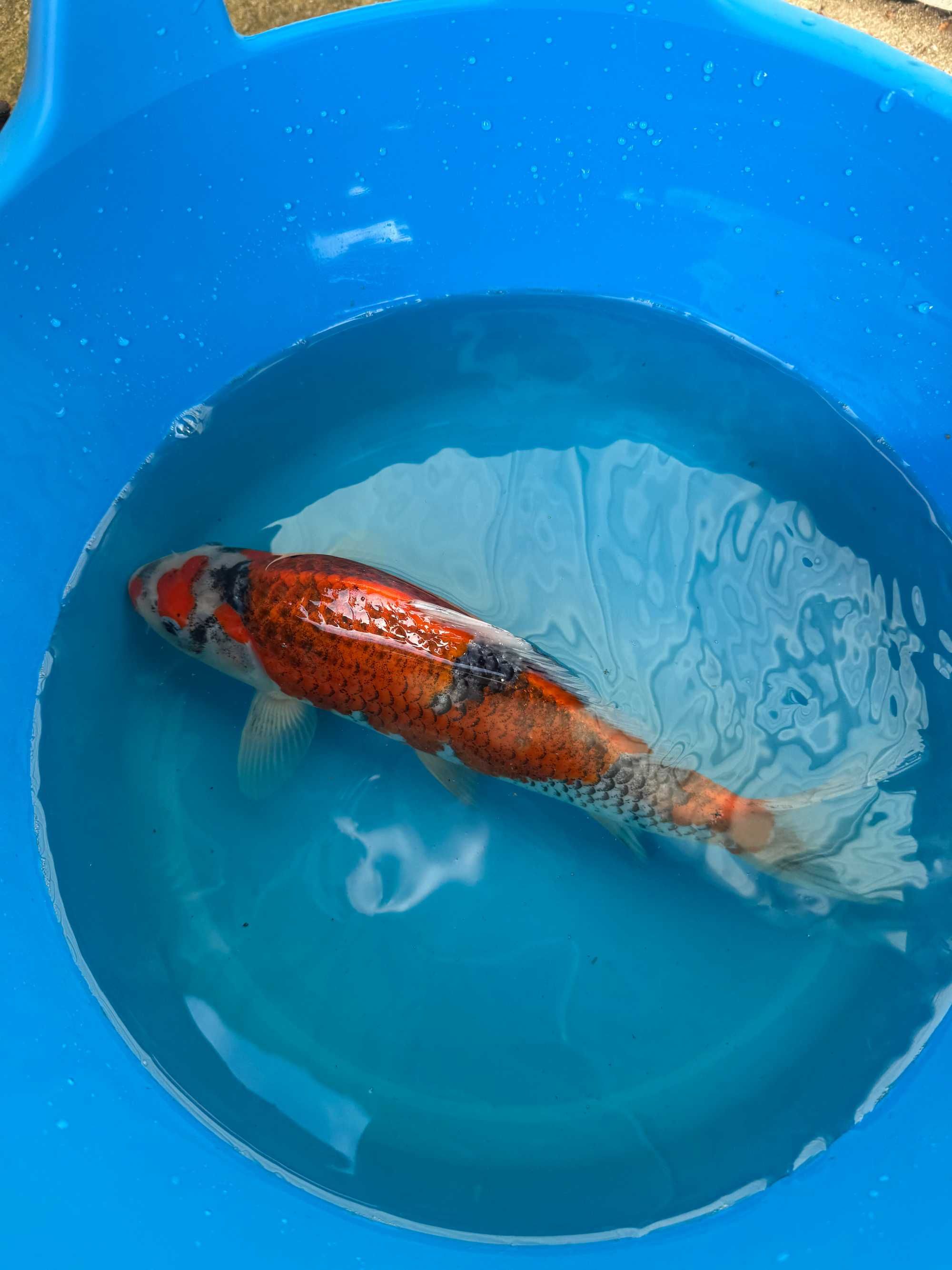 Carpa Koi GOSHIKI 30cm Japonesa KANNO KOI FARM