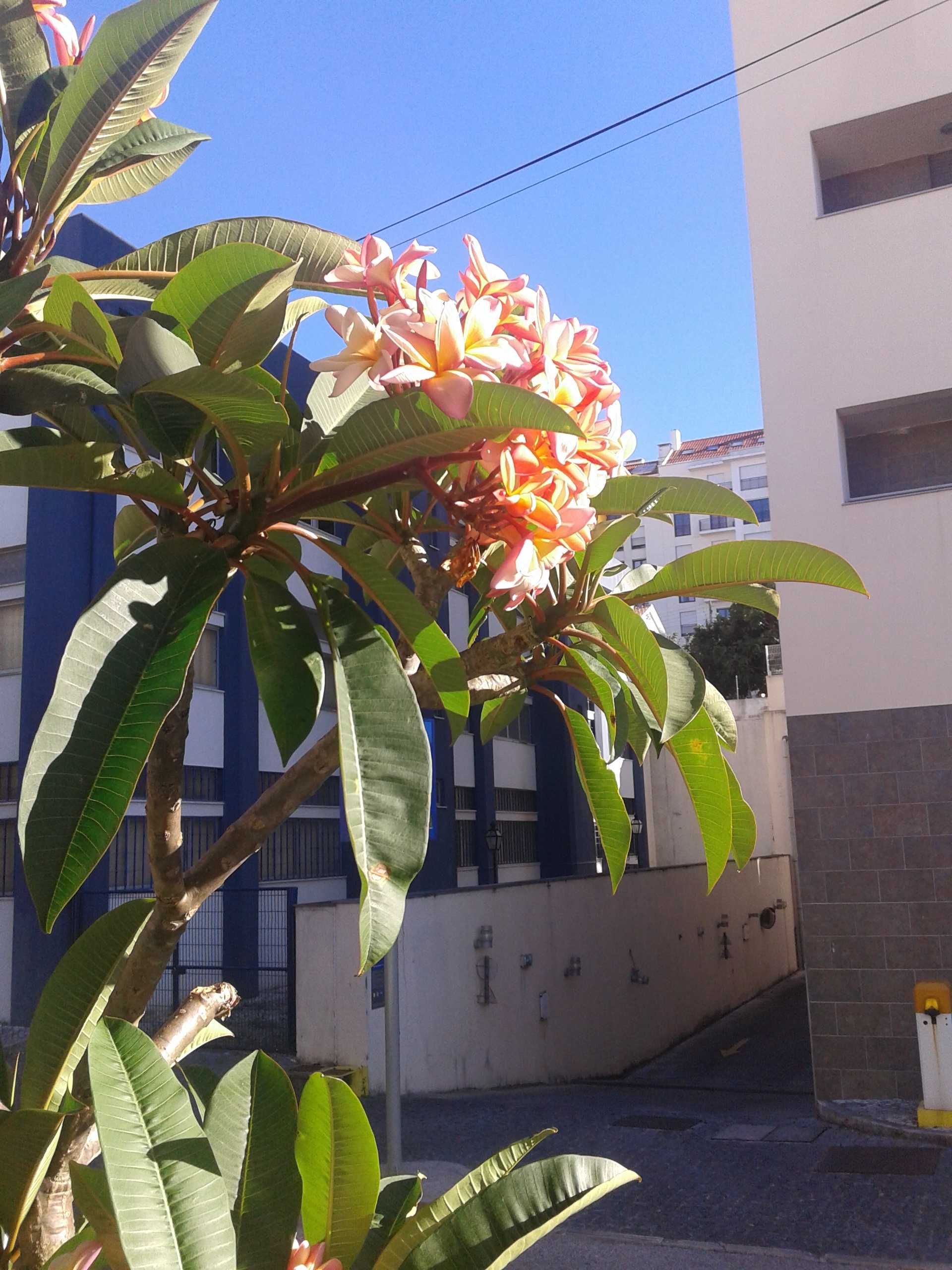 planta tropical muito rara em Portugal