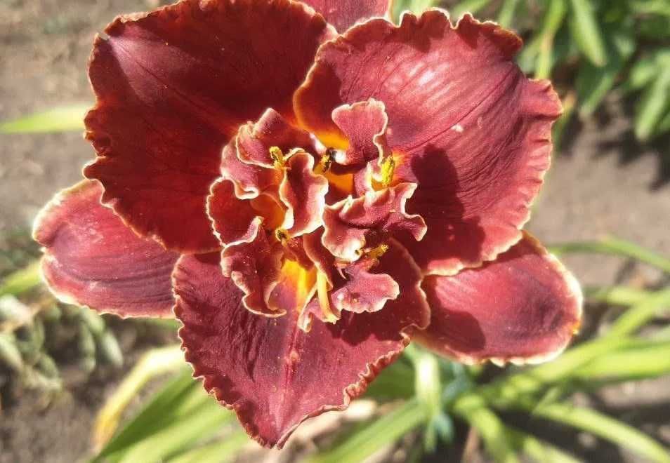 Клематис Виль де Лион, пион Mackinac Grand и др.cадовые цветы