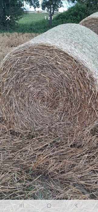 WYPRZEDAŻ na słomę ze zbiorów 2025