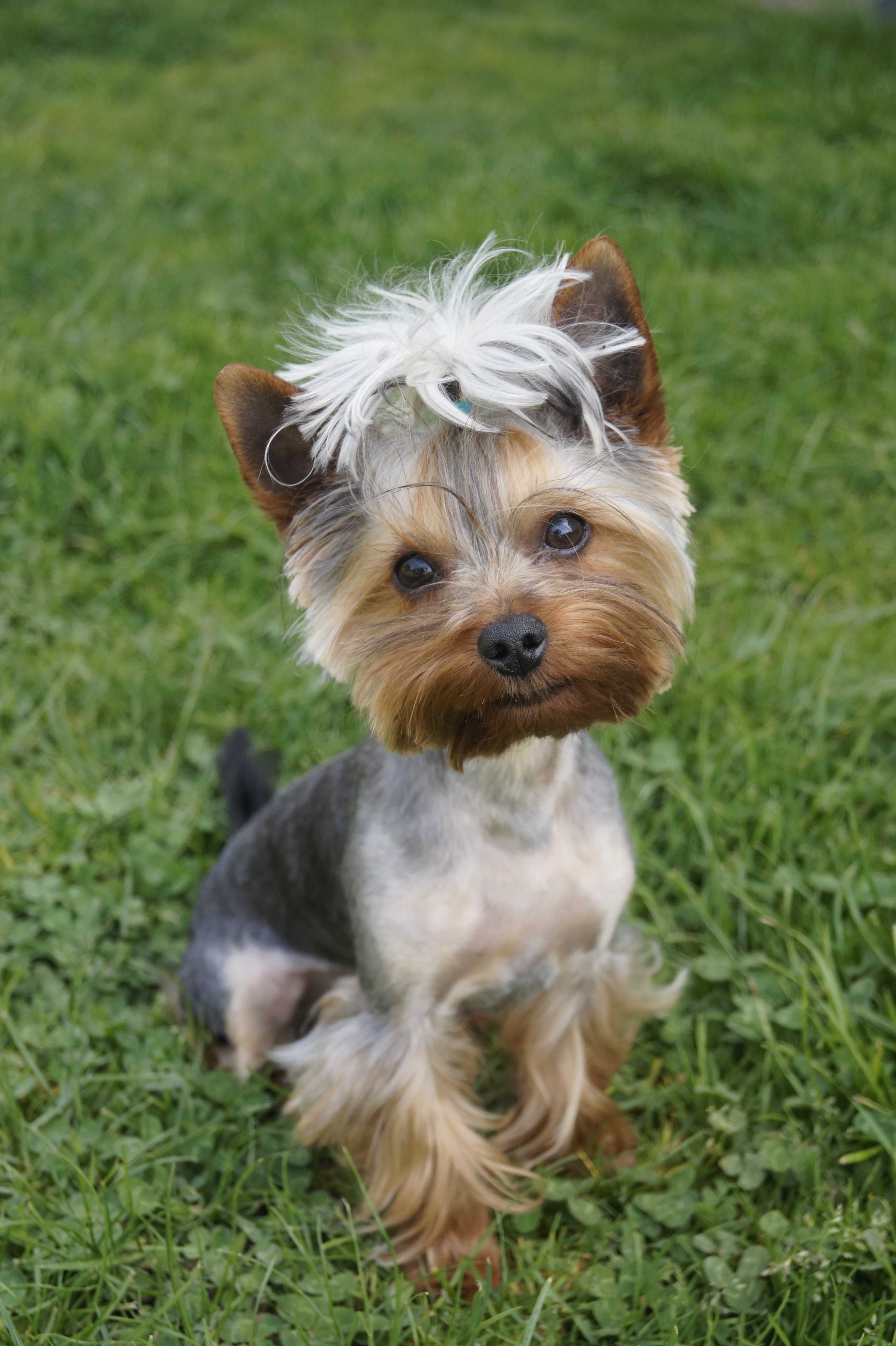 Reproduktor York Yorkshire Terrier