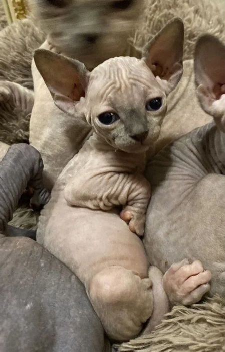 Кошенята канадського сфінкса