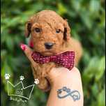 Bichpoo maltipoo OSTATNI red loki Badania paszport wyprawka
Do zaofe