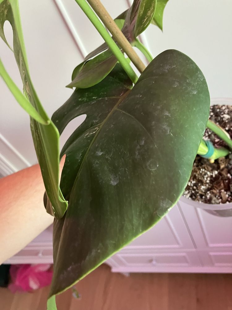 Monstera Variegata