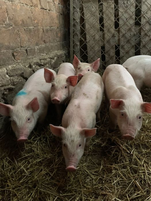 Продаються поросята