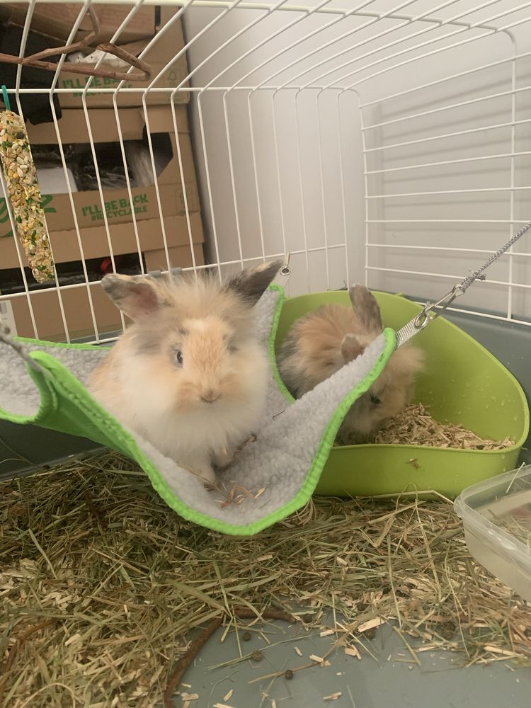 Królik miniaturka