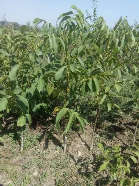 Саджанці грецького горіха, фундука