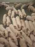 Prosieta fermowe 20kg