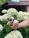 Chihuahua suczka